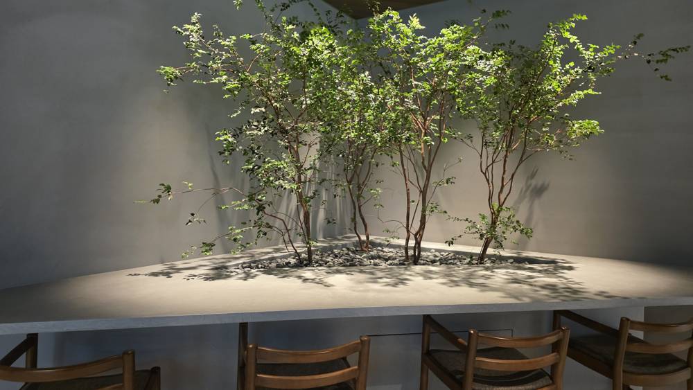 Interior planting at ground level in the Takanawa district, Tokyo: multi-stem trees on a gravel bed against a plaster wall, with a counter below